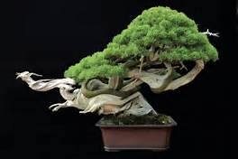 bonzai-edith-lassiat-walt